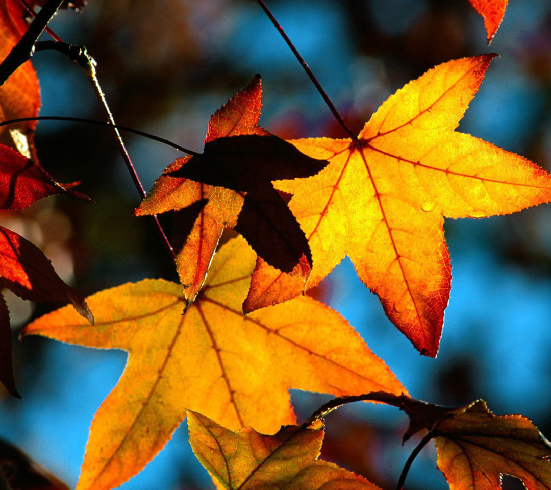Das Autumn Leaves Wallpaper 1080x960