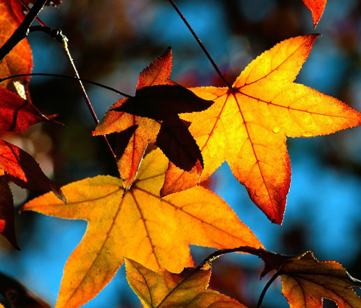 Das Autumn Leaves Wallpaper 1200x1024