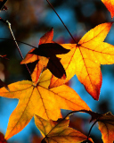 Screenshot №1 pro téma Autumn Leaves 128x160