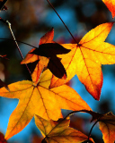 Autumn Leaves wallpaper 128x160