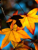 Autumn Leaves screenshot #1 132x176