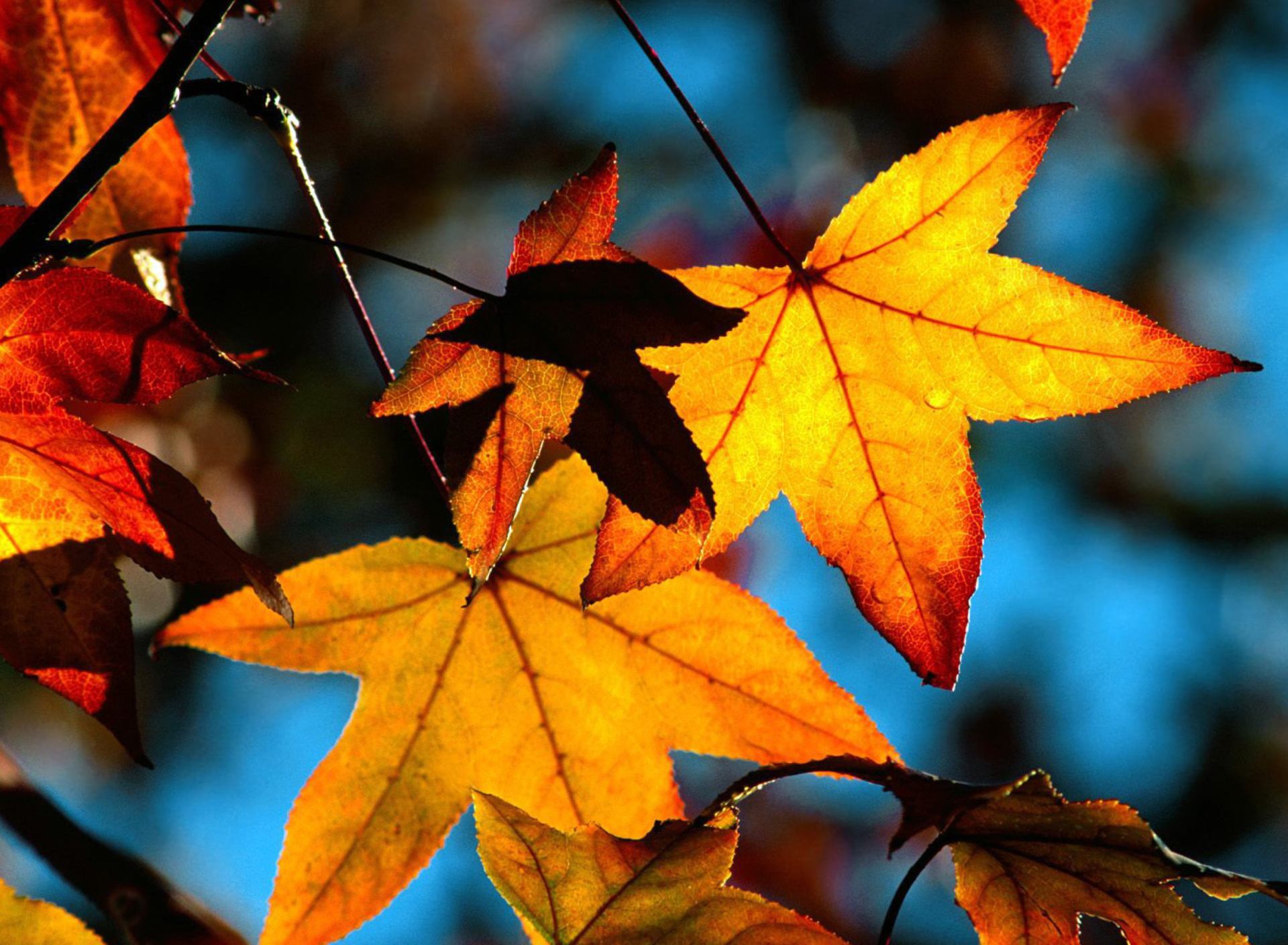 клен листья желтые осень природа дерево без смс