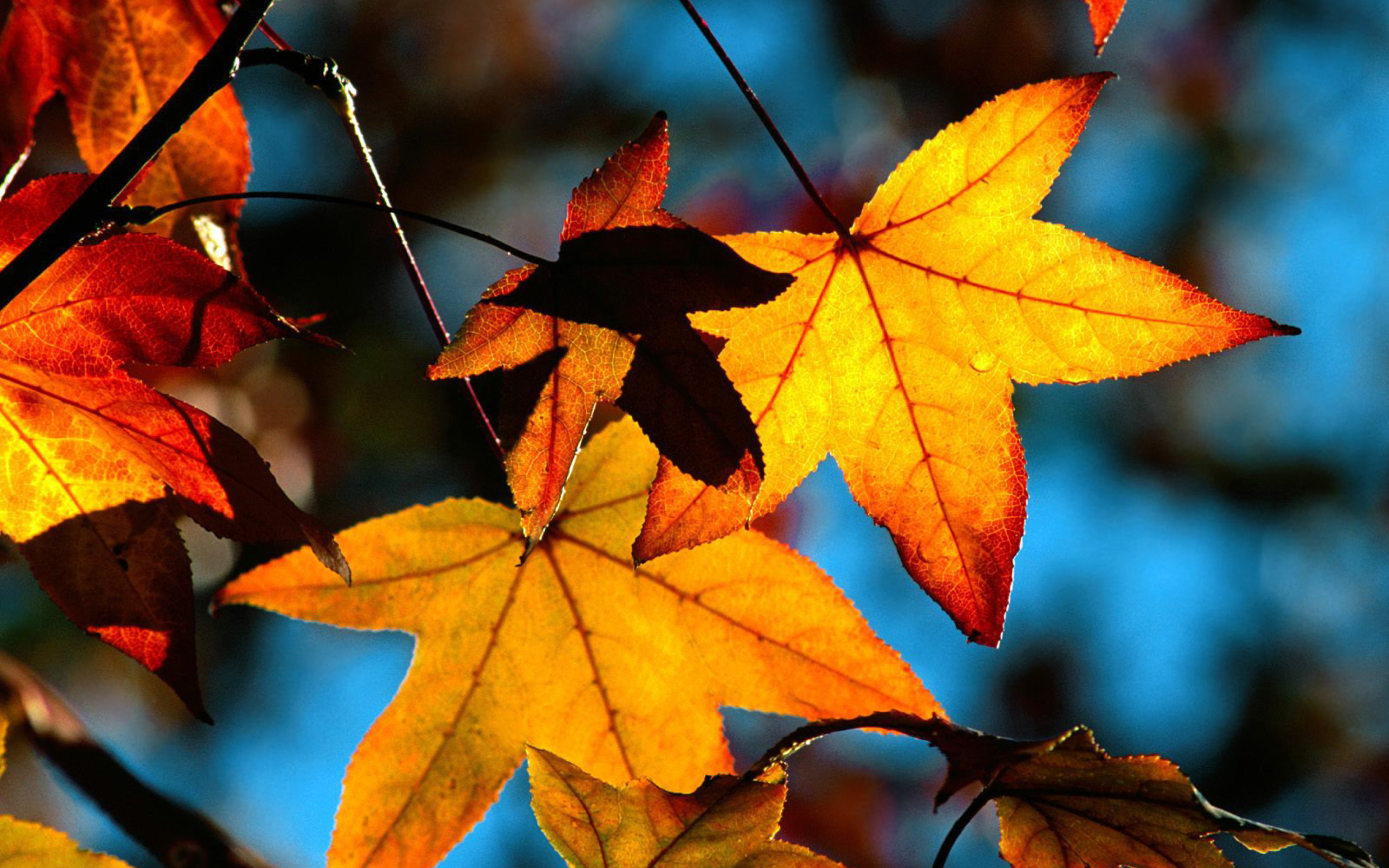 Das Autumn Leaves Wallpaper 2560x1600