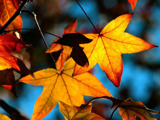 Das Autumn Leaves Wallpaper 320x240