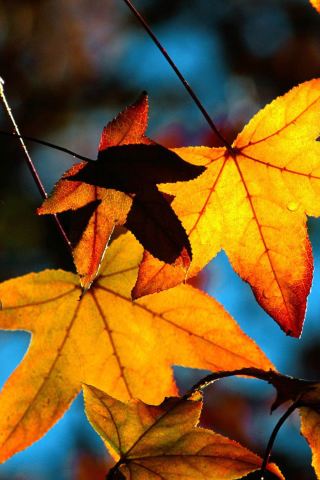Autumn Leaves wallpaper 320x480