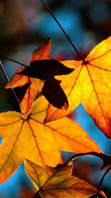 Das Autumn Leaves Wallpaper 360x640