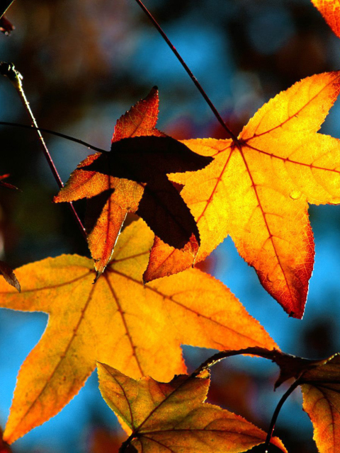 Sfondi Autumn Leaves 480x640