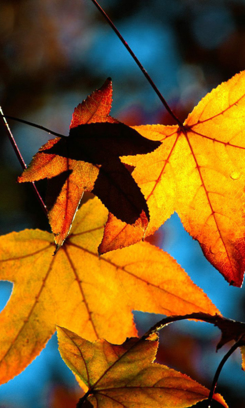 Das Autumn Leaves Wallpaper 480x800