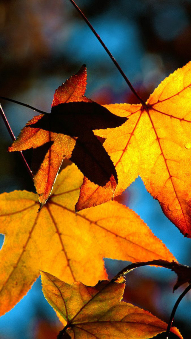 Fondo de pantalla Autumn Leaves 640x1136