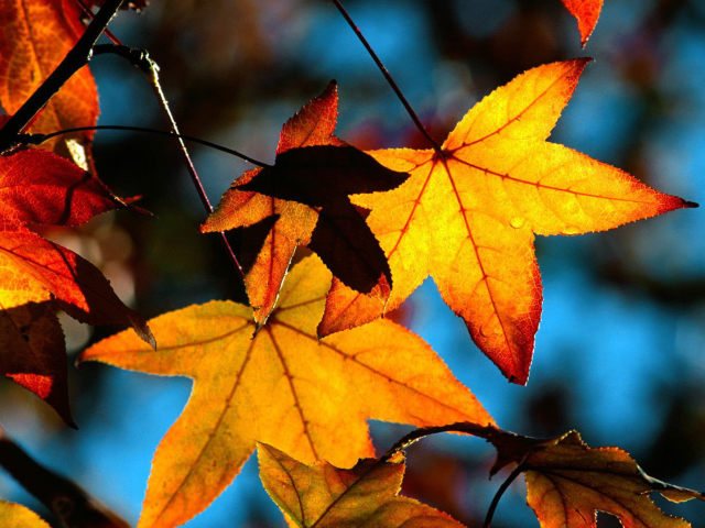 Das Autumn Leaves Wallpaper 640x480