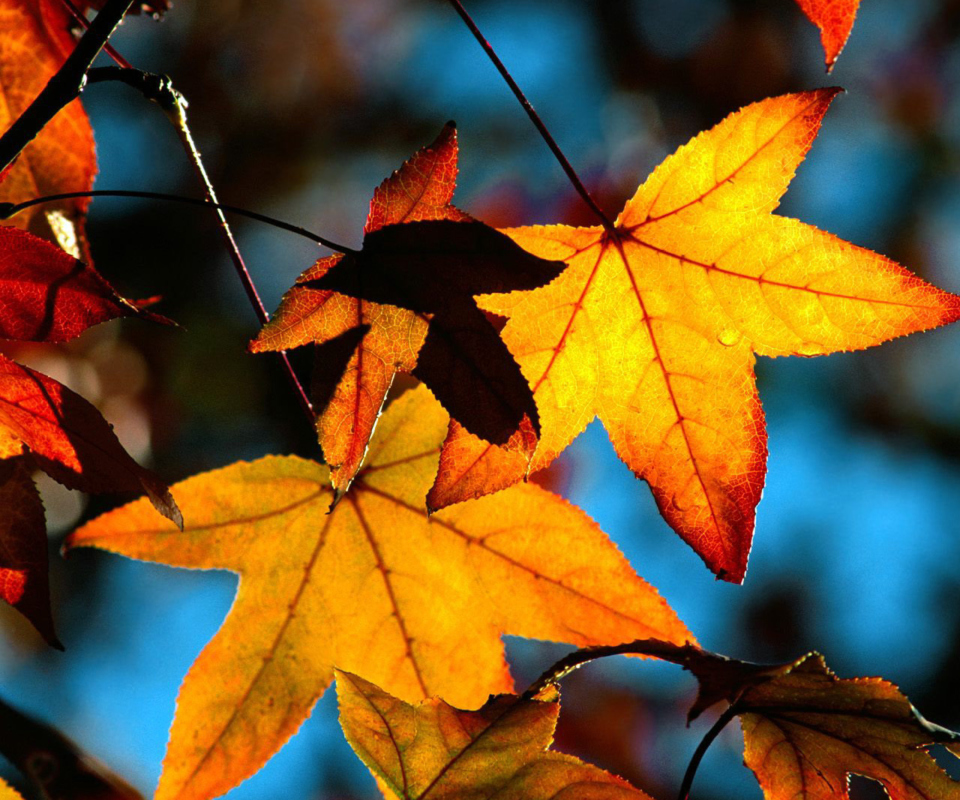 Das Autumn Leaves Wallpaper 960x800