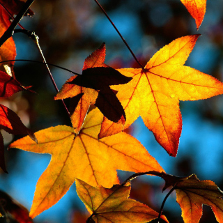 Autumn Leaves sfondi gratuiti per iPad Air