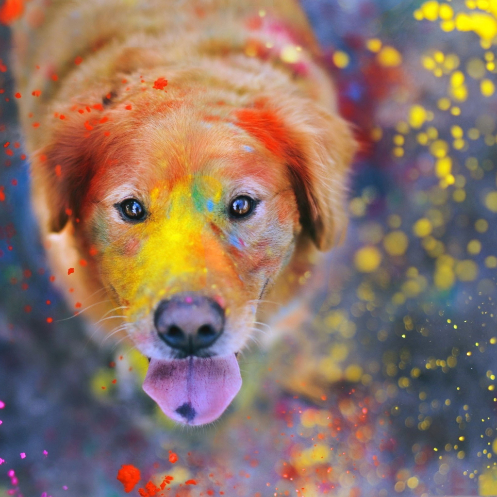 Dog Under Colorful Rain wallpaper 1024x1024