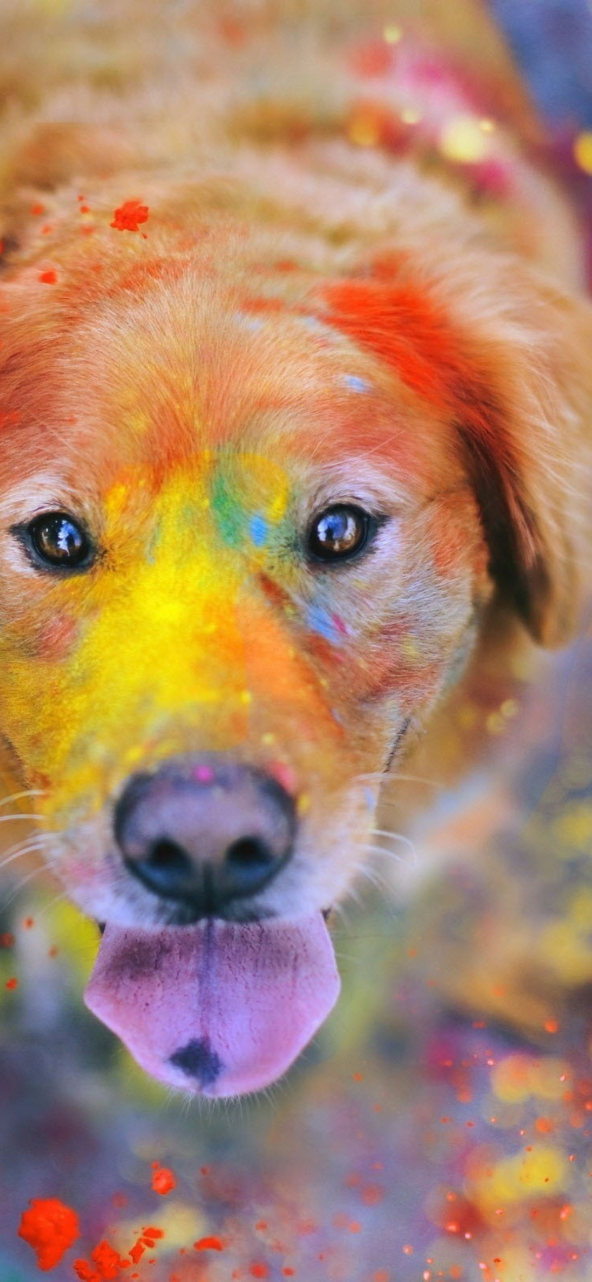 Das Dog Under Colorful Rain Wallpaper 1170x2532