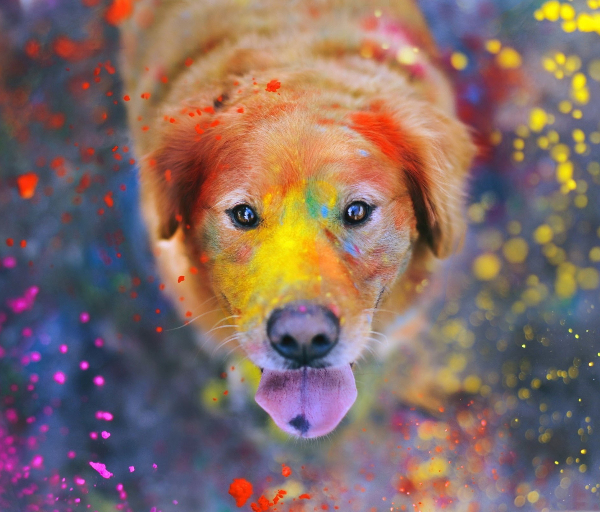 Das Dog Under Colorful Rain Wallpaper 1200x1024