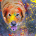 Das Dog Under Colorful Rain Wallpaper 128x128