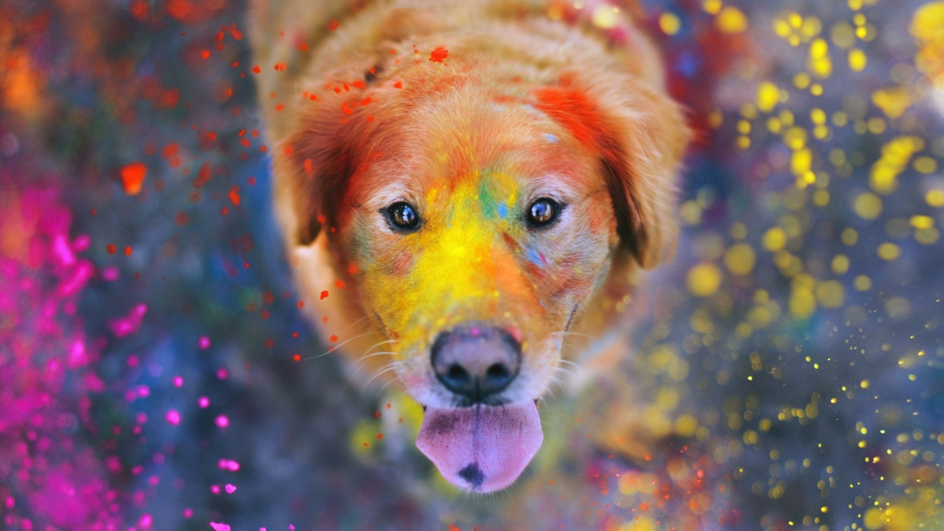 Das Dog Under Colorful Rain Wallpaper 1366x768
