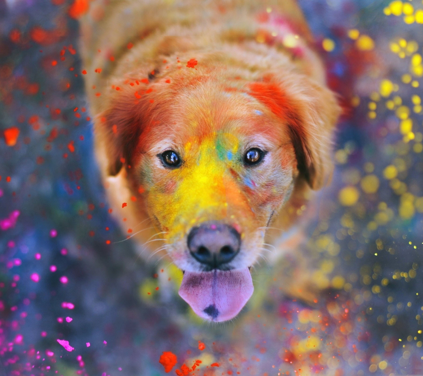 Обои Dog Under Colorful Rain 1440x1280