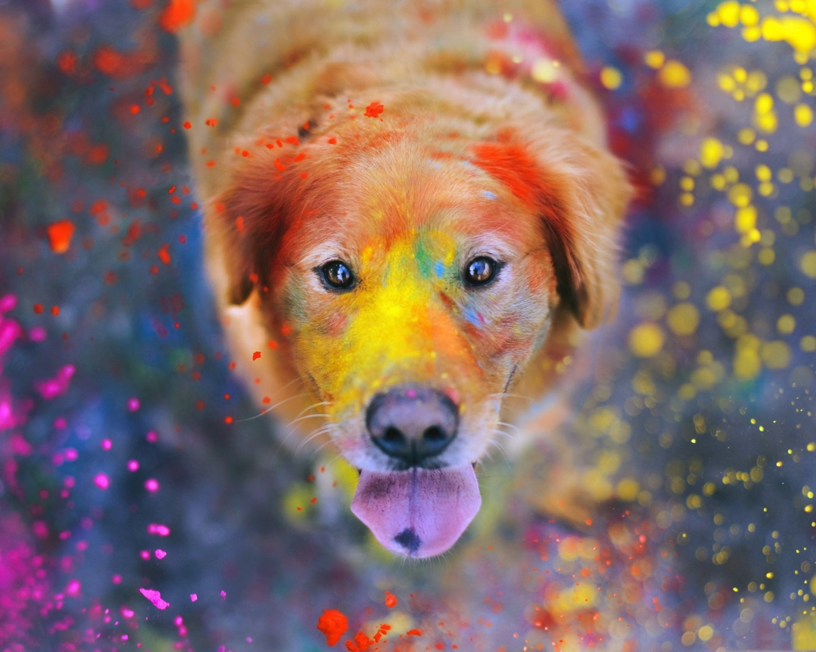 Обои Dog Under Colorful Rain 1600x1280