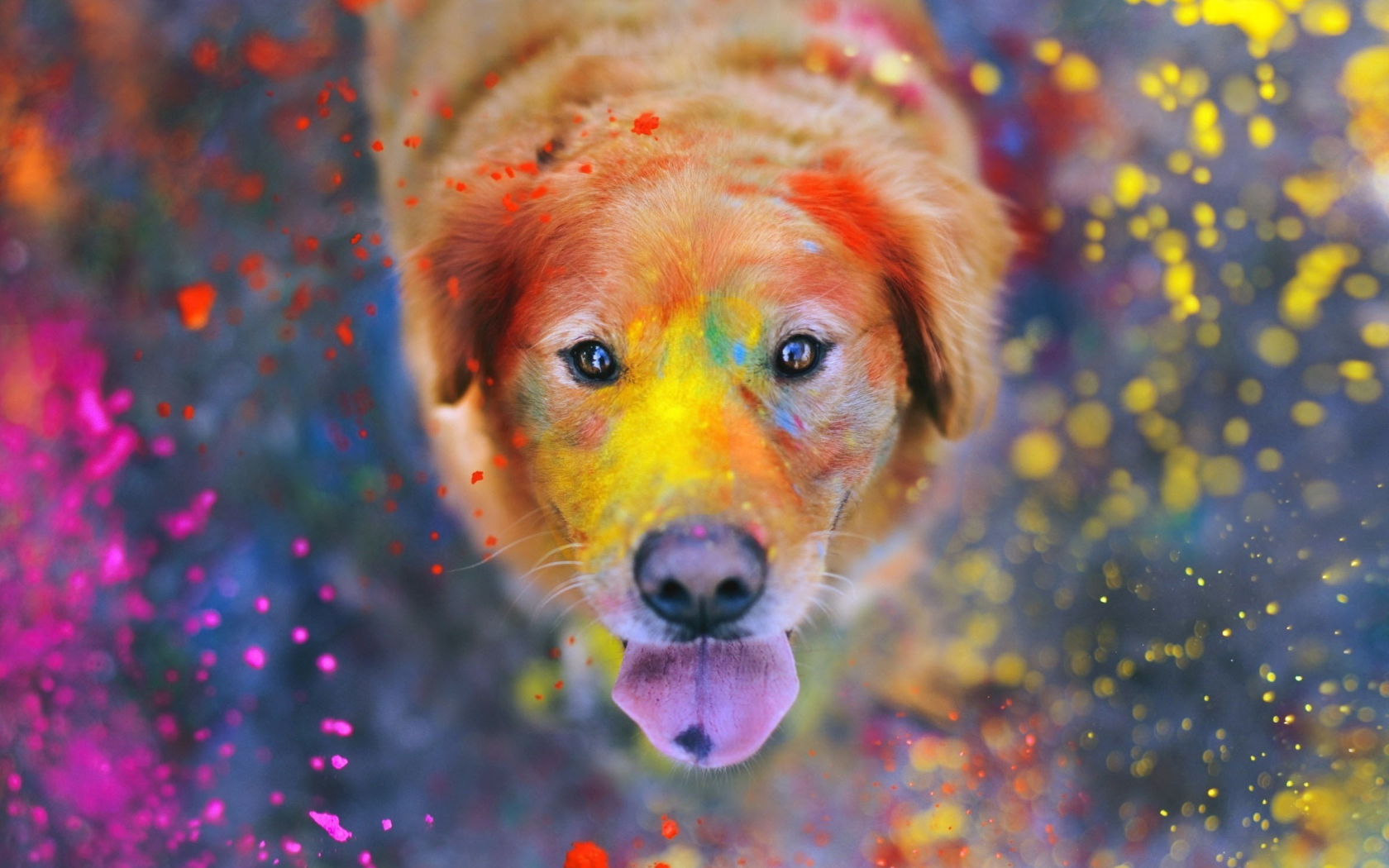 Обои Dog Under Colorful Rain 1680x1050