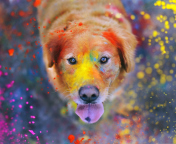 Das Dog Under Colorful Rain Wallpaper 176x144