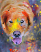 Fondo de pantalla Dog Under Colorful Rain 176x220