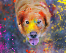 Das Dog Under Colorful Rain Wallpaper 220x176