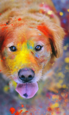 Das Dog Under Colorful Rain Wallpaper 240x400