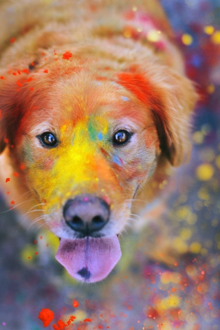 Обои Dog Under Colorful Rain 320x480