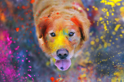 Обои Dog Under Colorful Rain 480x320