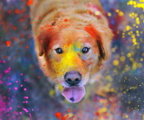 Обои Dog Under Colorful Rain 480x400