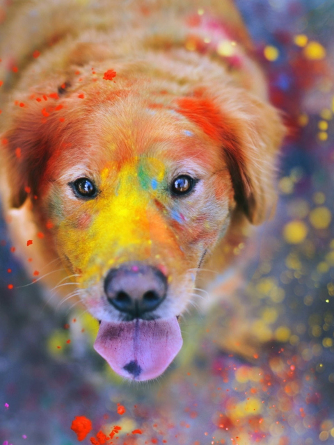Das Dog Under Colorful Rain Wallpaper 480x640
