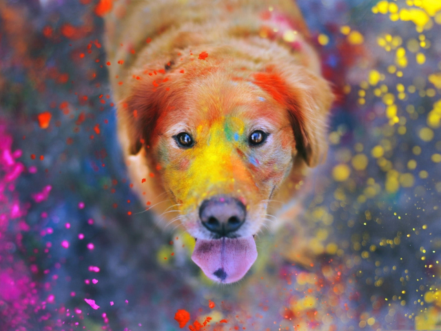 Das Dog Under Colorful Rain Wallpaper 640x480