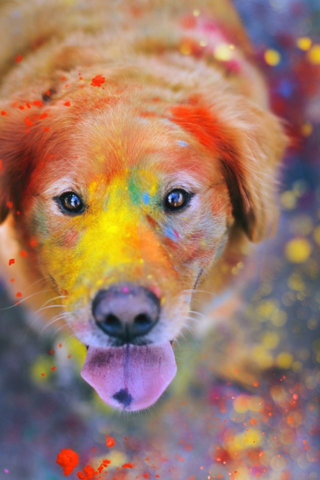 Sfondi Dog Under Colorful Rain 640x960