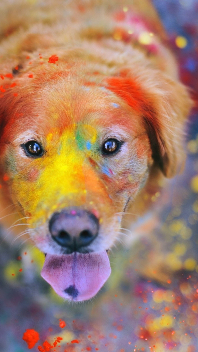 Обои Dog Under Colorful Rain 750x1334