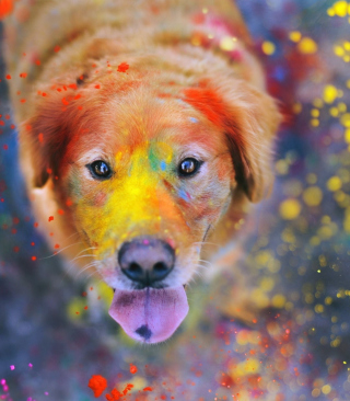 Dog Under Colorful Rain - Obrázkek zdarma pro 128x160