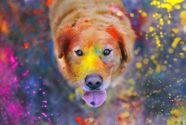 Dog Under Colorful Rain wallpaper