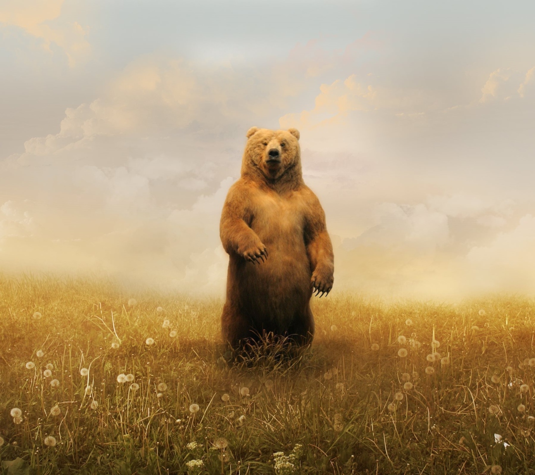 Das Bear On Meadow Wallpaper 1080x960