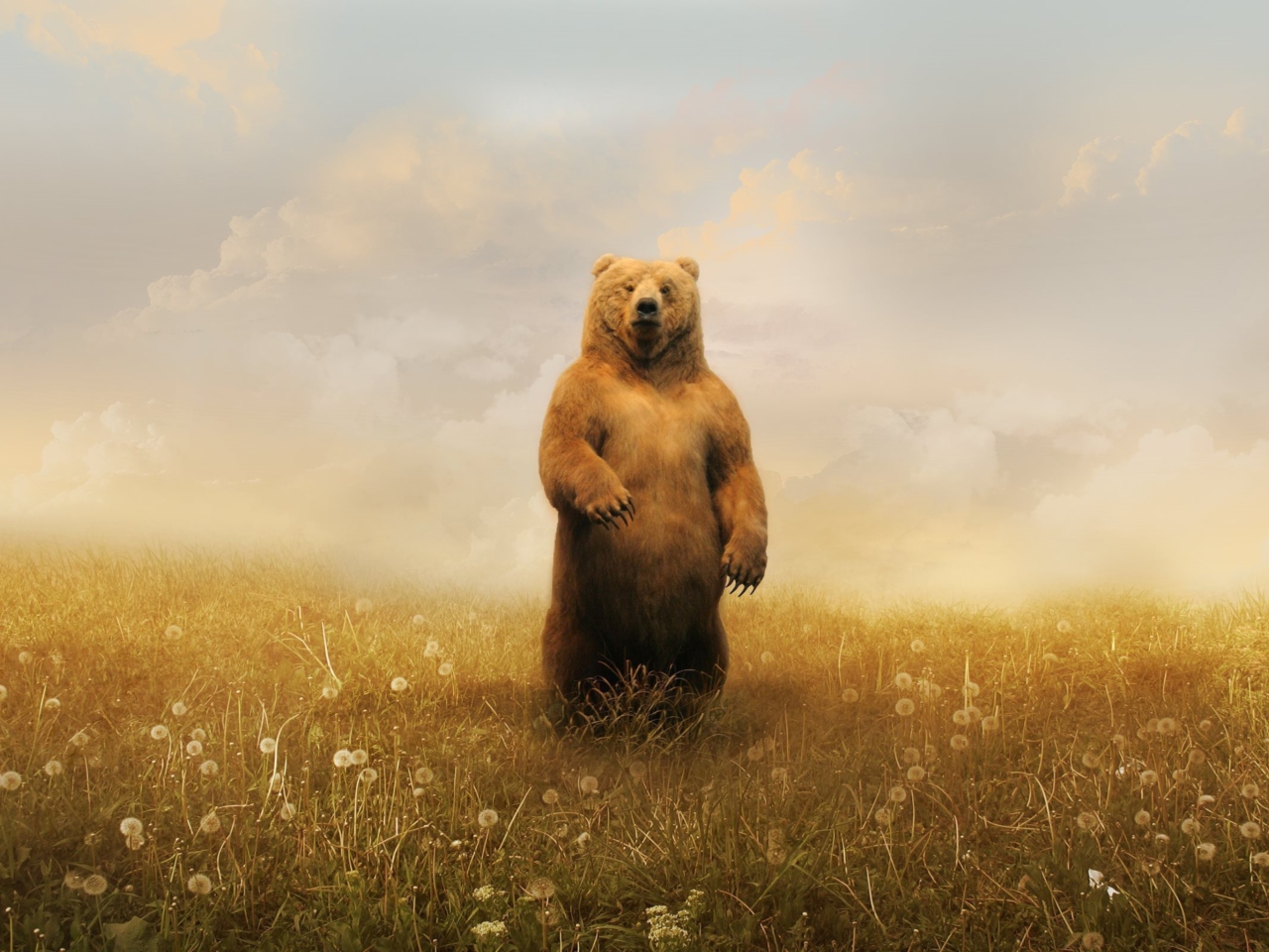 Das Bear On Meadow Wallpaper 1280x960
