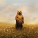 Bear On Meadow screenshot #1 128x128