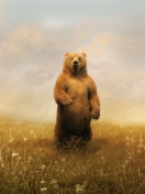 Bear On Meadow wallpaper 132x176