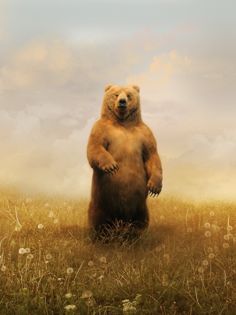 Bear On Meadow screenshot #1 480x640