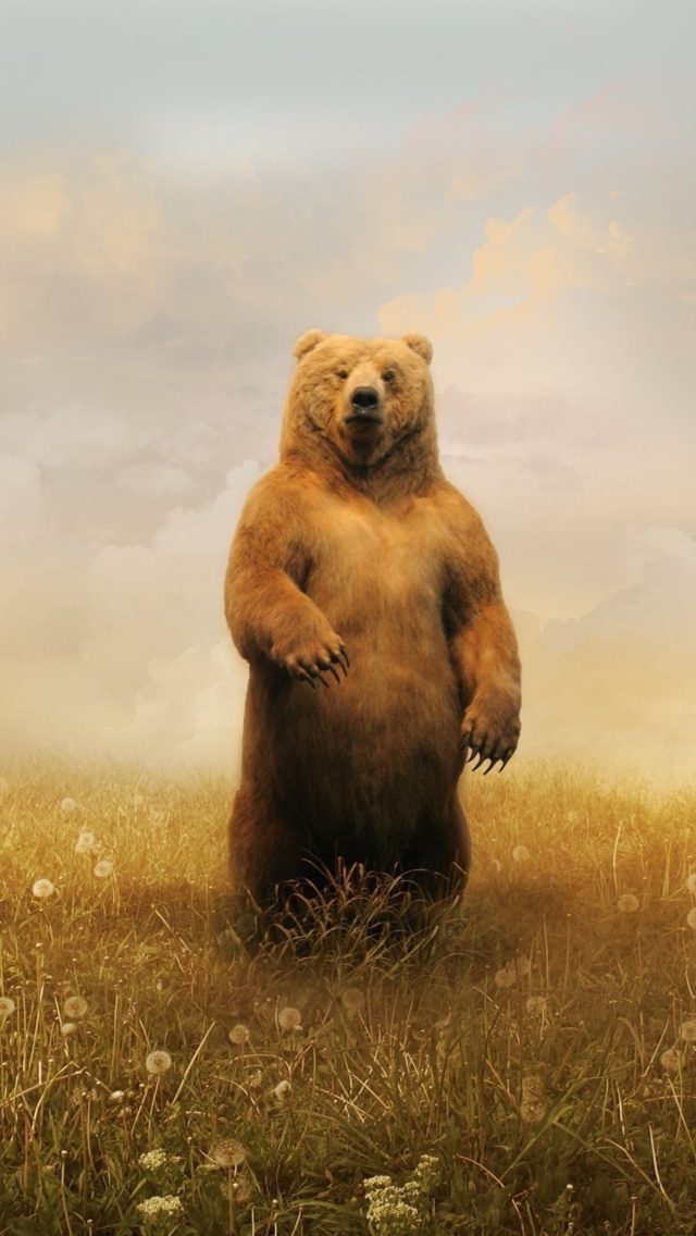 Bear On Meadow wallpaper 640x1136