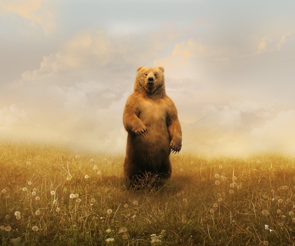 Das Bear On Meadow Wallpaper 960x800