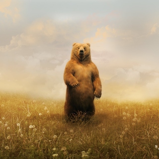 Bear On Meadow - Fondos de pantalla gratis para 1024x1024