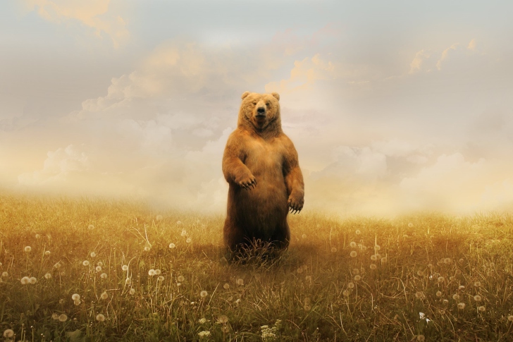 Bear On Meadow wallpaper