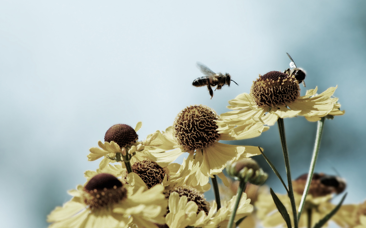 Fondo de pantalla Bees Buster 1280x800