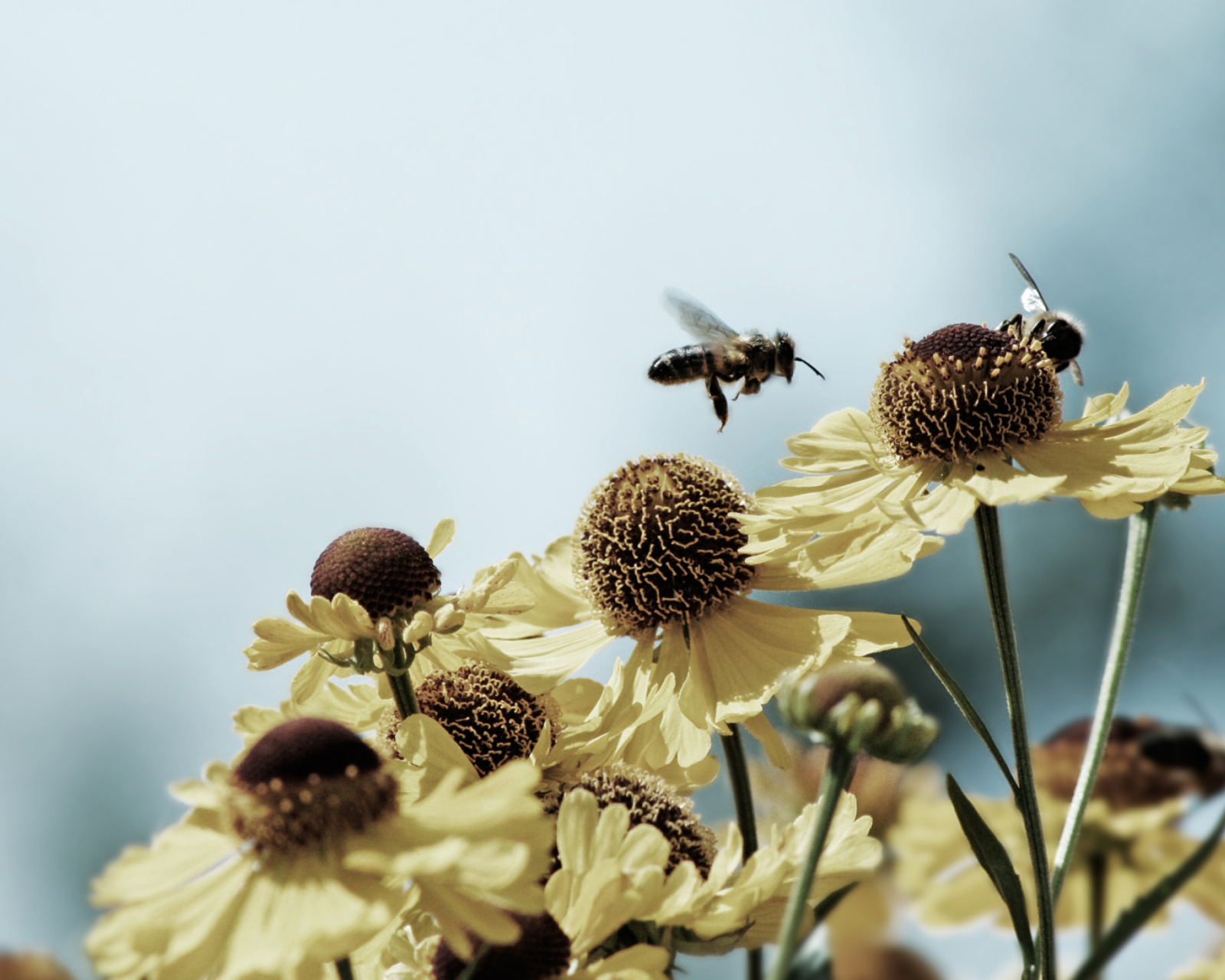 Bees Buster screenshot #1 1600x1280
