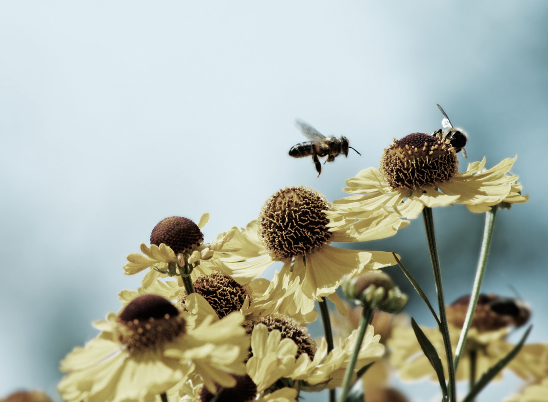 Bees Buster screenshot #1 1920x1408