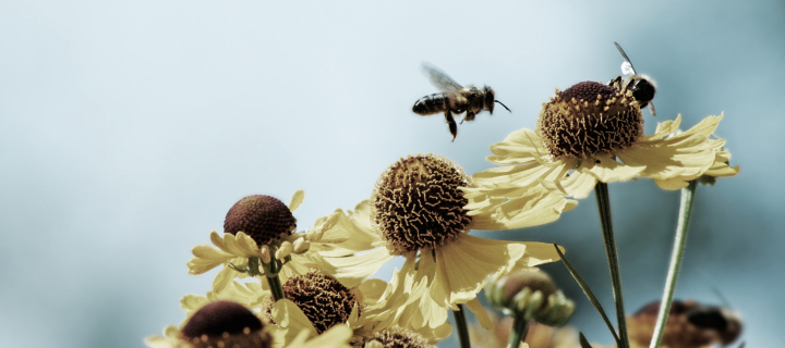 Bees Buster wallpaper 720x320